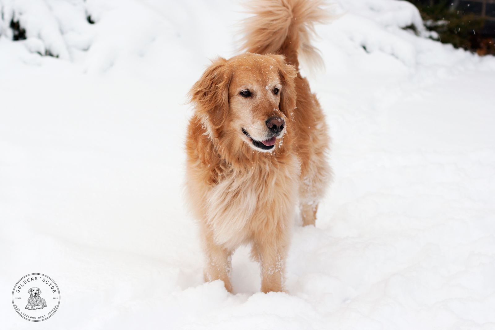 5 Ways to Protect Retriever Paws During Snowy Seasons